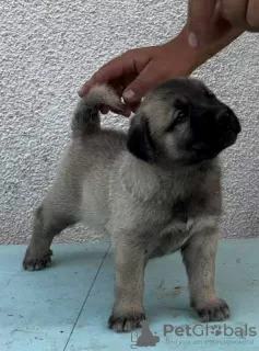 Photo №3. Turkish Kangal puppies. Serbia