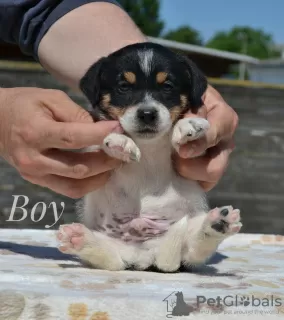 Photo №3. Jack Russell from nursery. Belarus