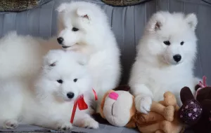 Photo №3. Charming Samoyed Girls. Russian Federation