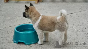 Photo №3. American Akita puppies for sale. Ukraine