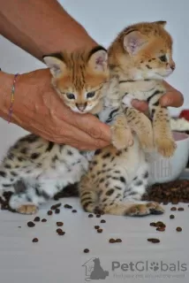 Additional photos: caracat and savannah kittens