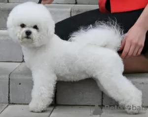 Additional photos: Adorable Bichon Frize puppies ready to move into a new home