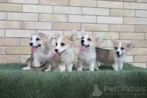 Additional photos: Welsh Corgi Pembroke puppies