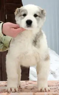 Additional photos: Central asian shepherd dog