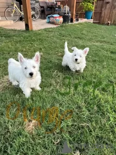 Photo №2 to announcement № 129576 for the sale of west highland white terrier - buy in United States private announcement