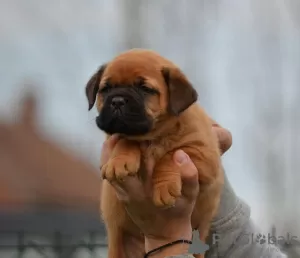 Additional photos: Bordeaux mastiff