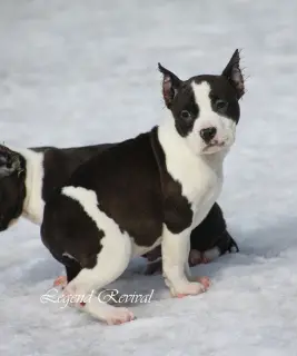 Additional photos: Amstaff puppies from ritomnik