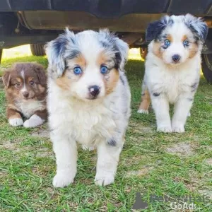 Photo №4. I will sell australian shepherd in the city of Oldham. private announcement - price - 634$