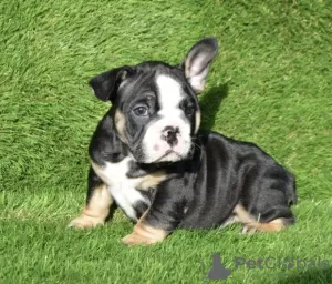 Photo №1. english bulldog - for sale in the city of Leicester | 651$ | Announcement № 13486