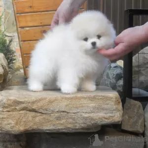 Additional photos: Pomeranian puppies