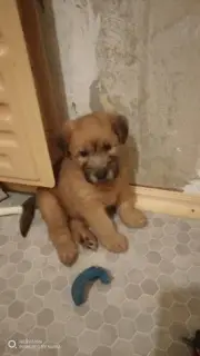 Photo №3. Wheaten Terrier Puppies. Russian Federation