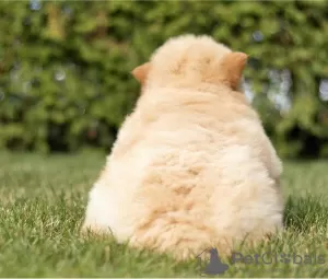 Photo №1. chow chow - for sale in the city of Rapid City | Is free | Announcement № 110092