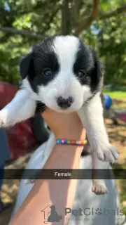 Photo №1. border collie - for sale in the city of Iowa City | 400$ | Announcement № 111393