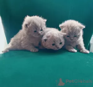 Additional photos: Beautiful British Shorthair Blue Babies