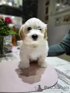 Additional photos: Havanese puppies