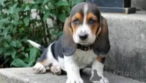 Photo №1. basset hound - for sale in the city of Cologne | negotiated | Announcement № 103083