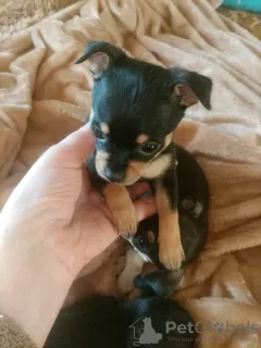 Additional photos: Selling Toy Terrier Puppies