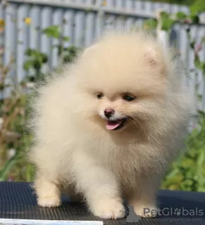 Additional photos: Pomeranian puppies 2.5 months