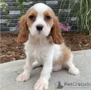 Photo №1. cavalier king charles spaniel - for sale in the city of Alaska | 650$ | Announcement № 50491