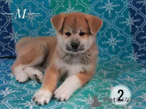 Photo №1. akita - for sale in the city of Kiev | 500$ | Announcement № 7549