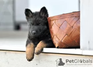 Additional photos: german shepherd puppies