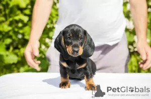 Additional photos: Standard dachshund puppies