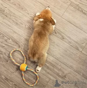 Additional photos: Male Pembroke Welsh Corgi Puppy