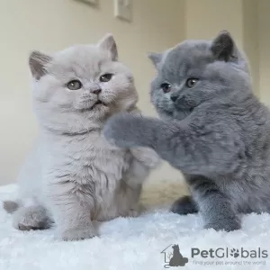 Photo №2 to announcement № 115213 for the sale of british shorthair - buy in Netherlands private announcement