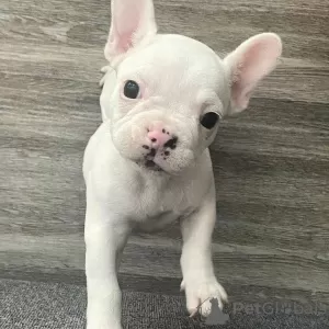 Additional photos: French bulldog puppies.