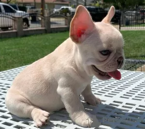 Photo №2 to announcement № 71163 for the sale of french bulldog - buy in Kuwait 