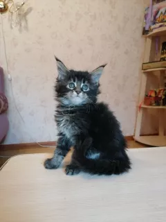 Photo №1. maine coon - for sale in the city of Petrozavodsk | 260$ | Announcement № 5684