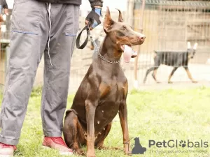 Photo №3. doberman puppies. Serbia