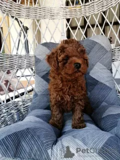 Additional photos: Red miniature poodle puppies