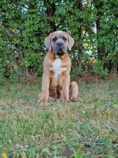 Photo №4. I will sell cane corso in the city of Michów. breeder - price - 1057$