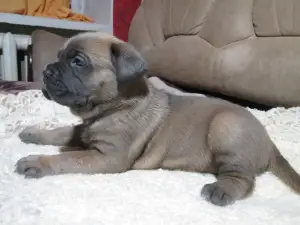 Additional photos: Cane Corso Puppies