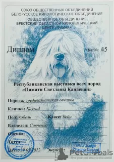 Photo №2 to announcement № 19051 for the sale of central asian shepherd dog - buy in Poland breeder