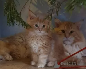 Photo №3. Beautiful Main Coon kittens for sale. Spain