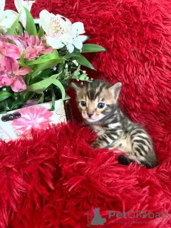 Additional photos: Bengal kittens