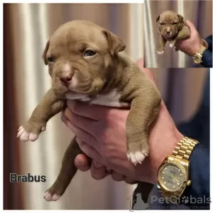 Additional photos: American bully puppy