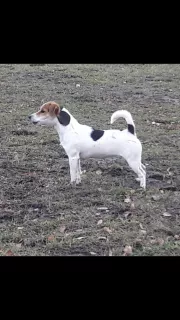 Additional photos: Girl Jack Russell Terrier - Smooth