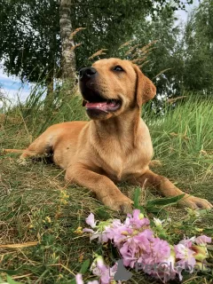 Photo №2 to announcement № 19464 for the sale of labrador retriever - buy in Belarus private announcement, from nursery, breeder