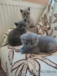 Photo №3. Beautiful british shorthair kittens. Lithuania