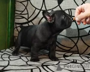 Additional photos: French bulldog