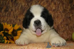 Additional photos: St. Bernard puppies