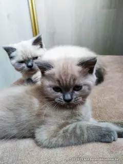 Photo №1. british longhair, british shorthair - for sale in the city of Grodno | 83$ | Announcement № 1874