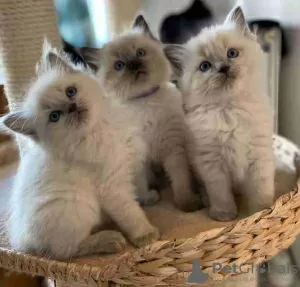 Photo №1. ragdoll - for sale in the city of Berlin | Is free | Announcement № 113153