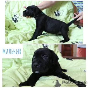 Photo №3. Cane Corso puppies. Russian Federation