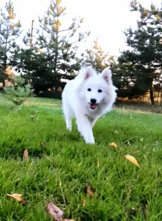 Photo №3. Japanese Spitz. Ukraine