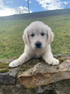 Photo №3. Golden retriever puppies. Germany