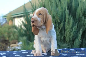 Additional photos: Italian Bracco puppies